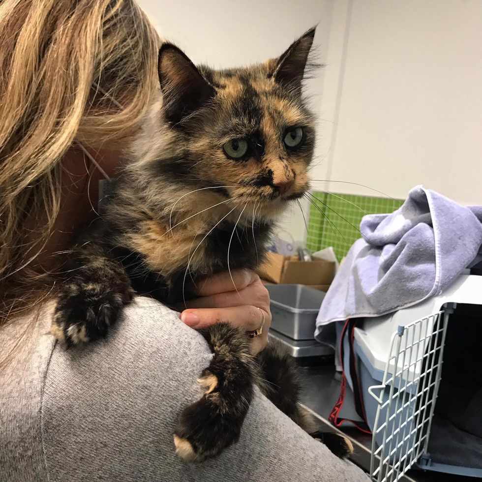 cuddly tortie cat