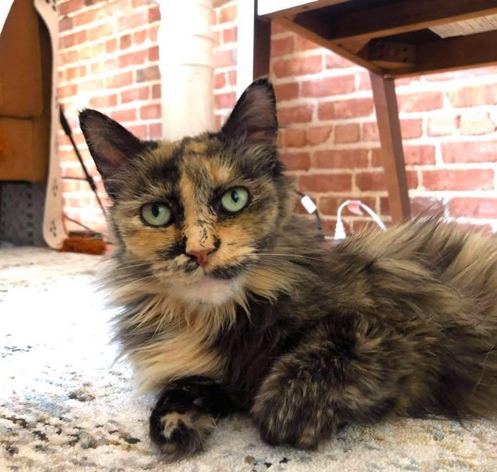 tortie cat