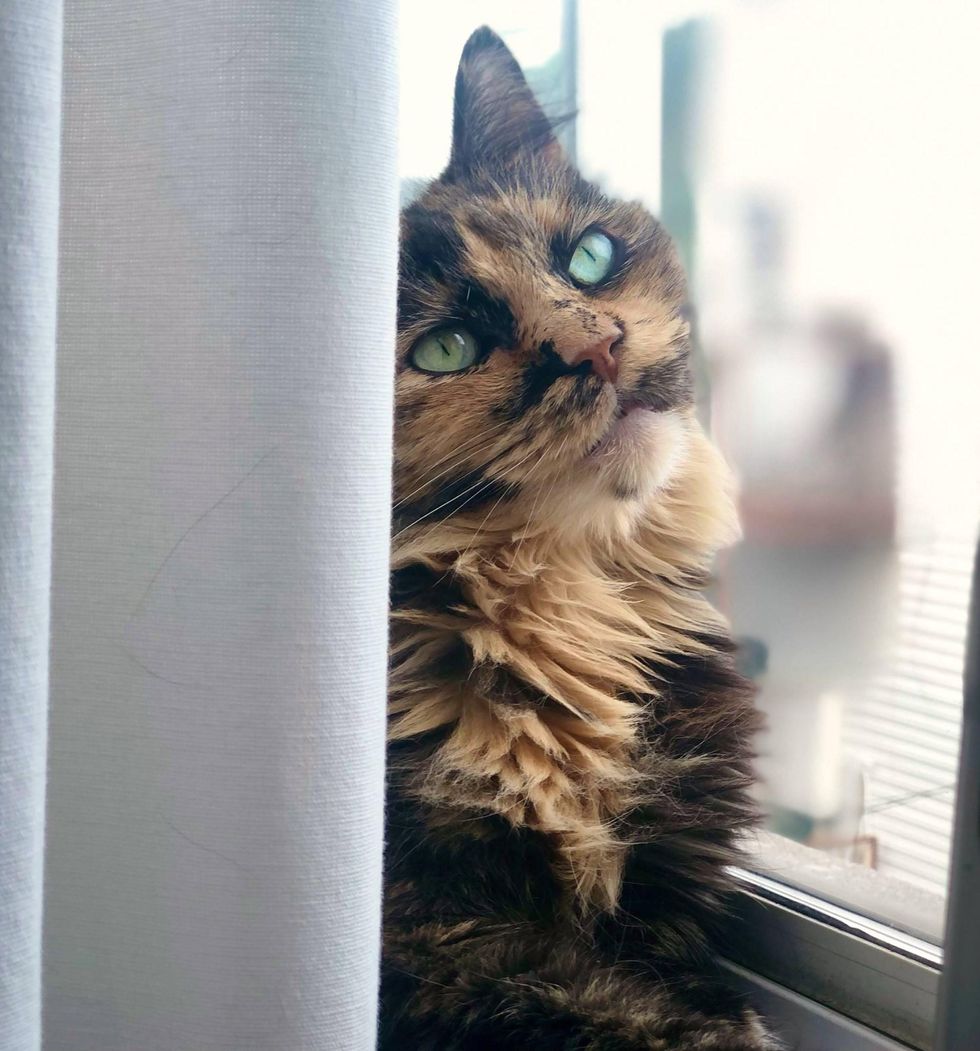 tortie cat window