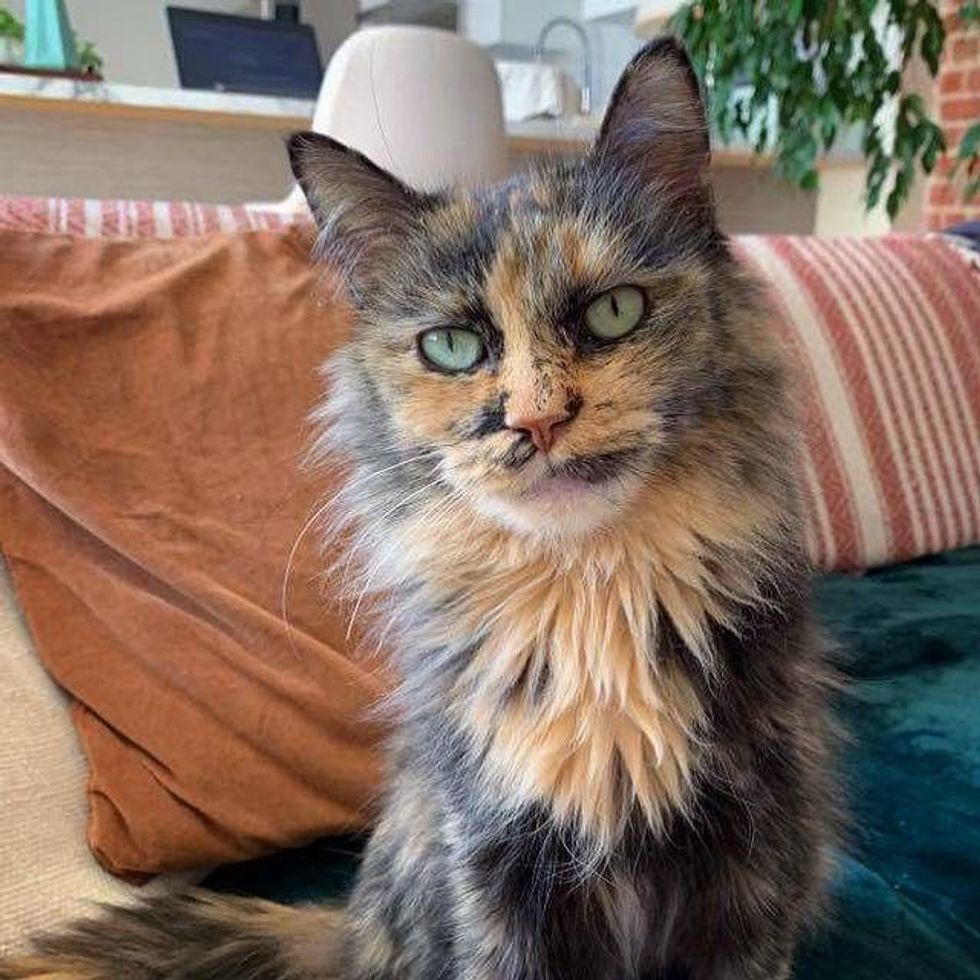 gorgeous tortie cat