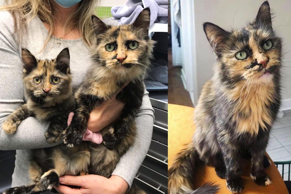 Cat Found in Crowded House with Look-alike Kitten Now Has New Lease on Life After Months of Waiting