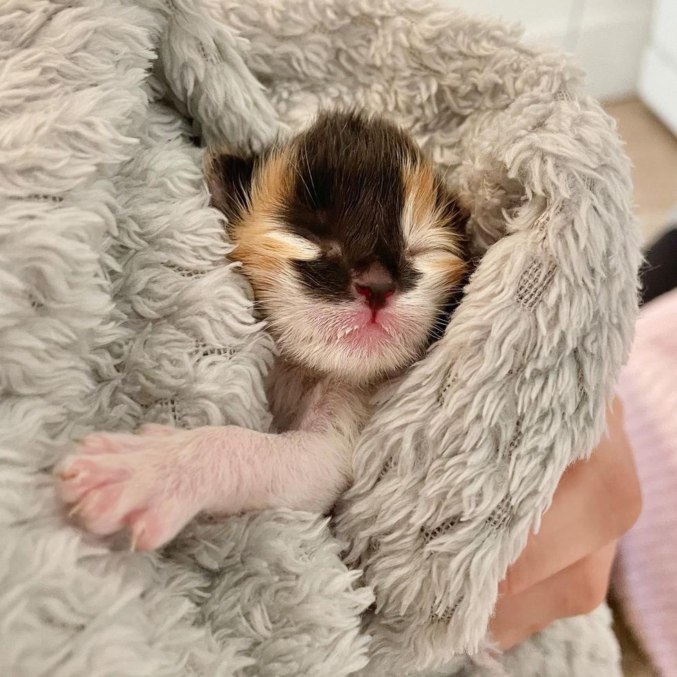 Kitten Rescued at 3 Days Old as the Runt of Her Litter Shows Biggest