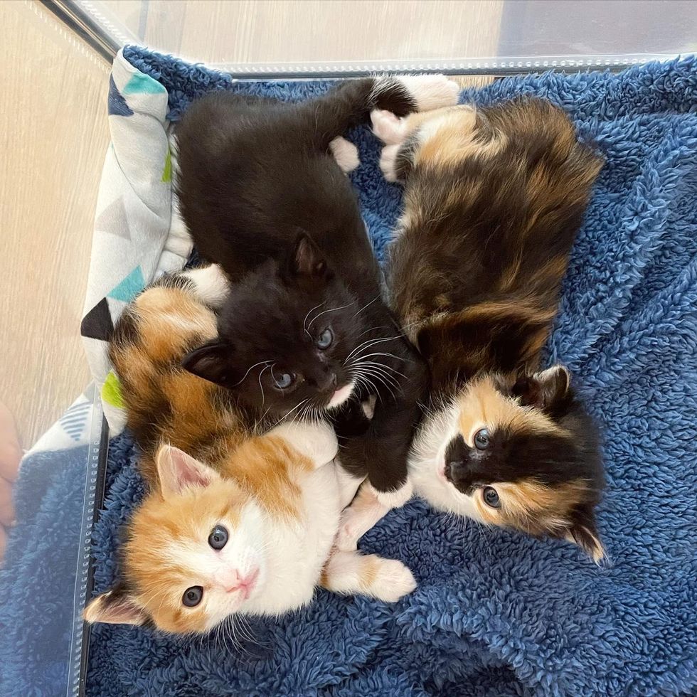 litter of kittens