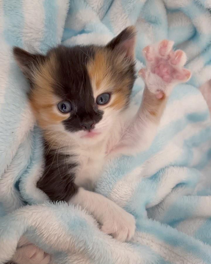 kitten paw