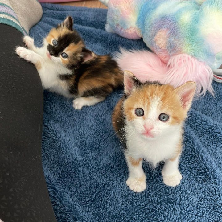 calico kitten sisters