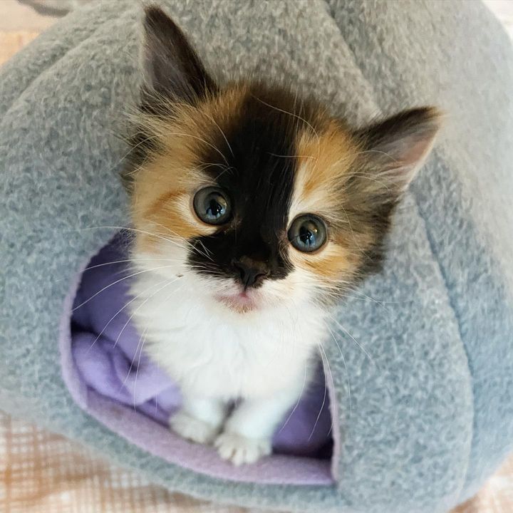 adorable calico kitten