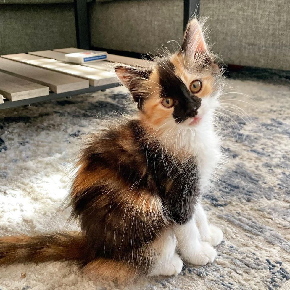 fluffy calico cat