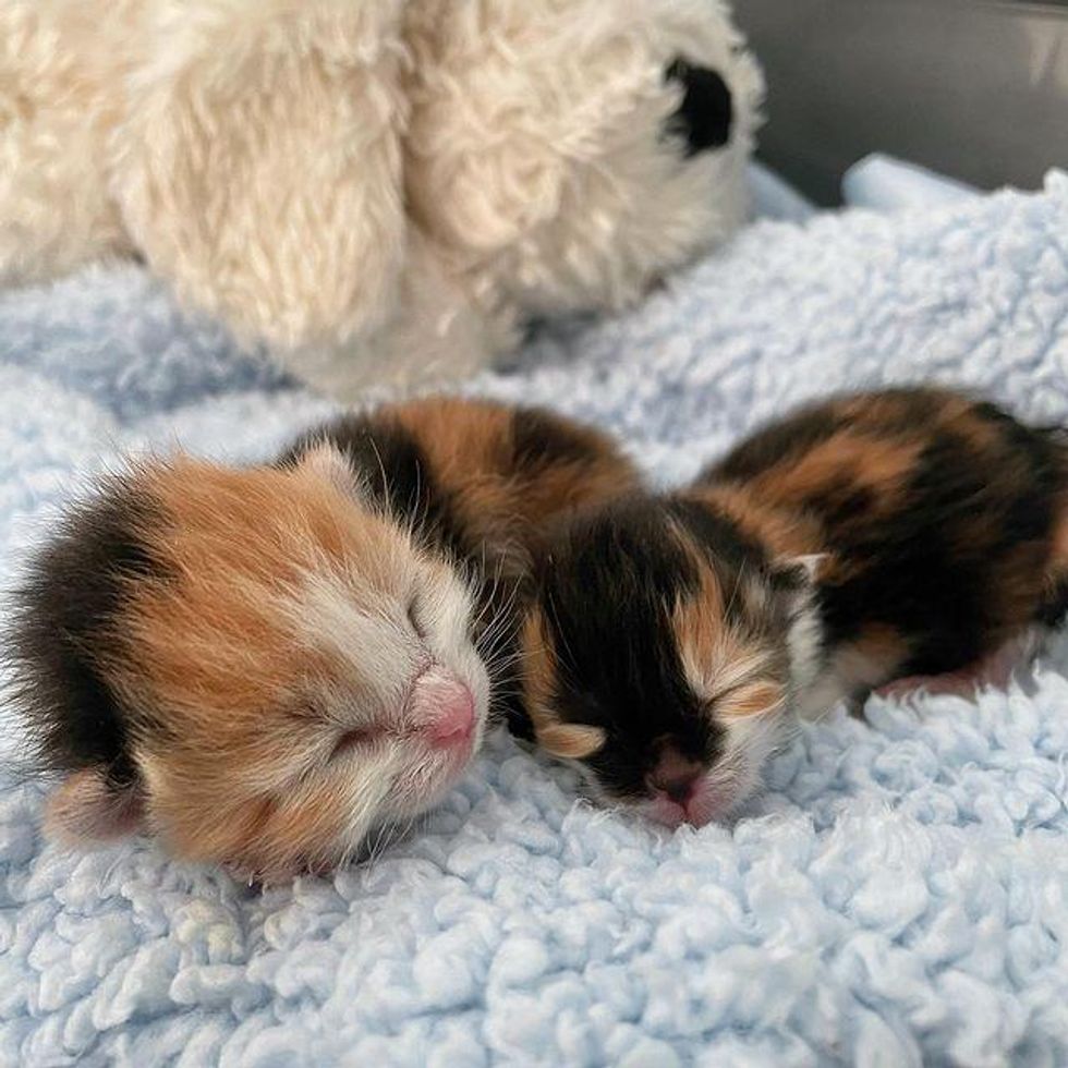 calico kittens