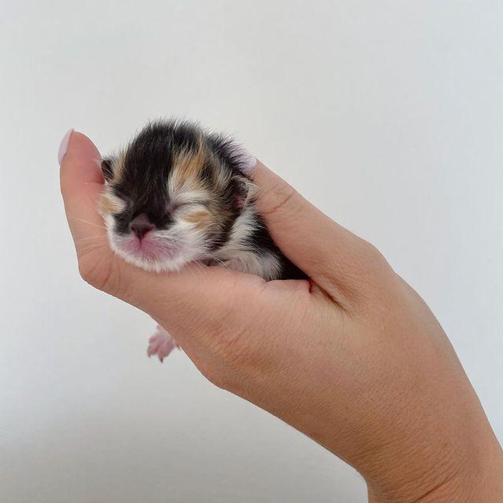 Kitten Rescued at 3 Days Old as the Runt of Her Litter Shows Biggest