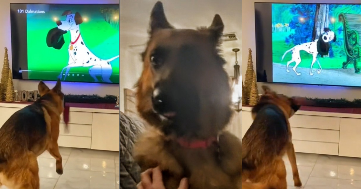 Viral Video Of Sweet German Shepherd Acting Along With '101 Dalmations' Dog Is Everything