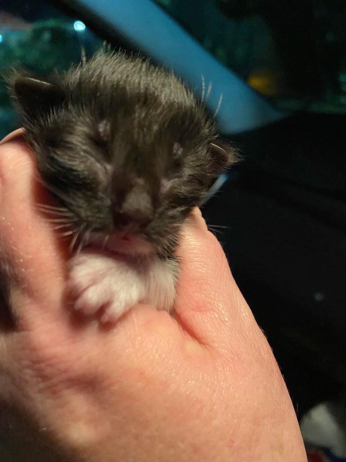 best friends felines