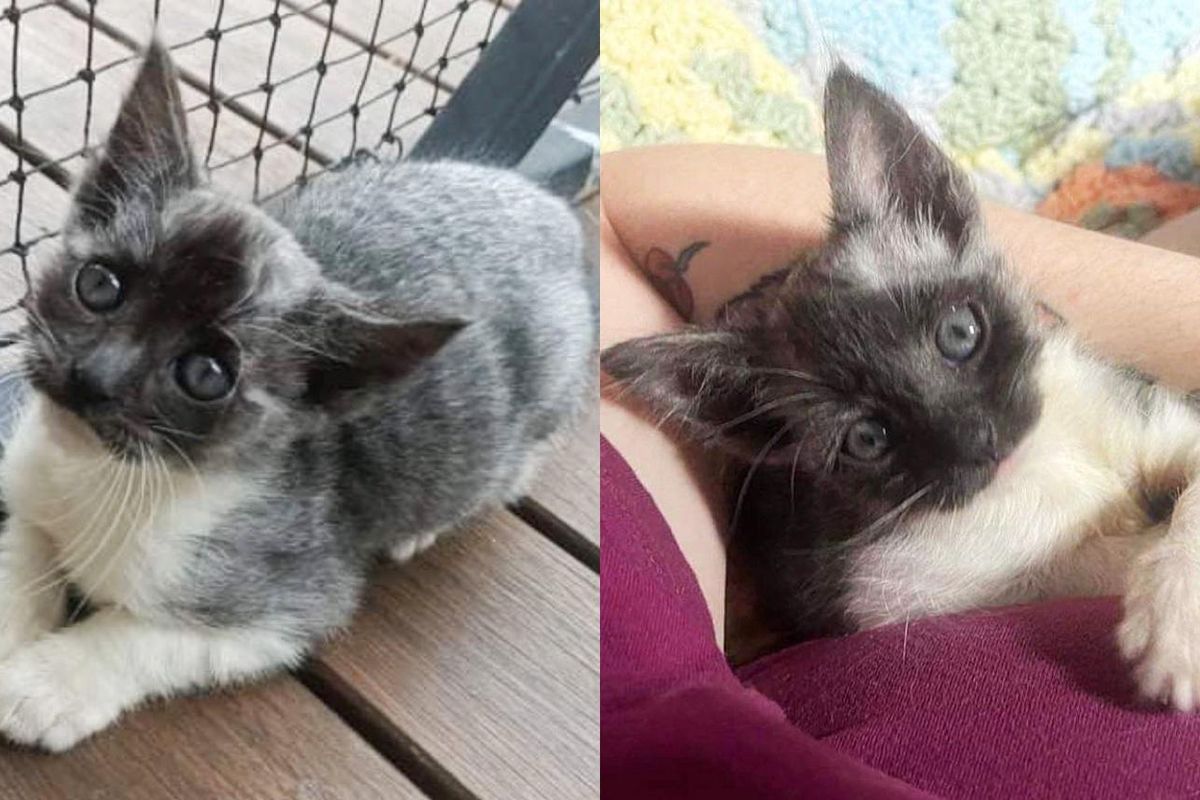 Kitten Starts to Grow Back His Fur and Look like a Cat Again After Being Found in Massive Storm