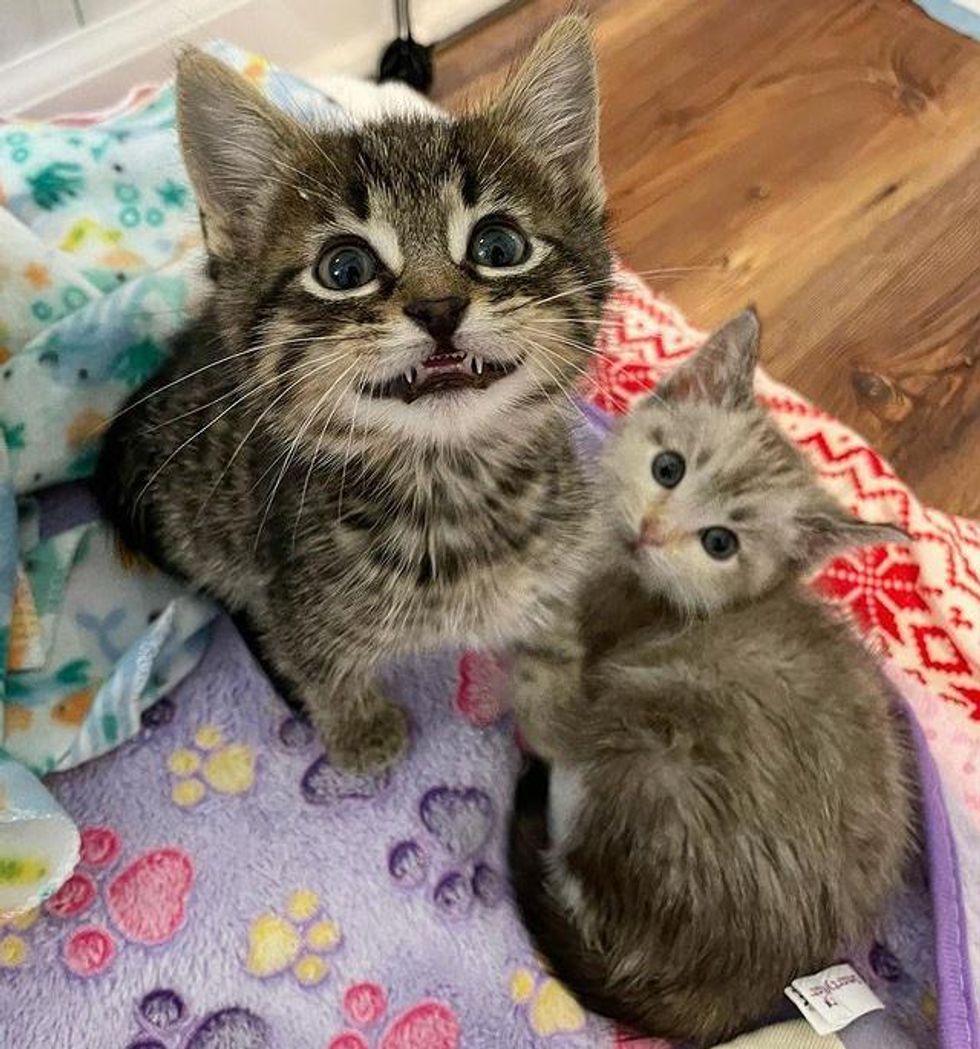 sweet kittens, smiley kitten