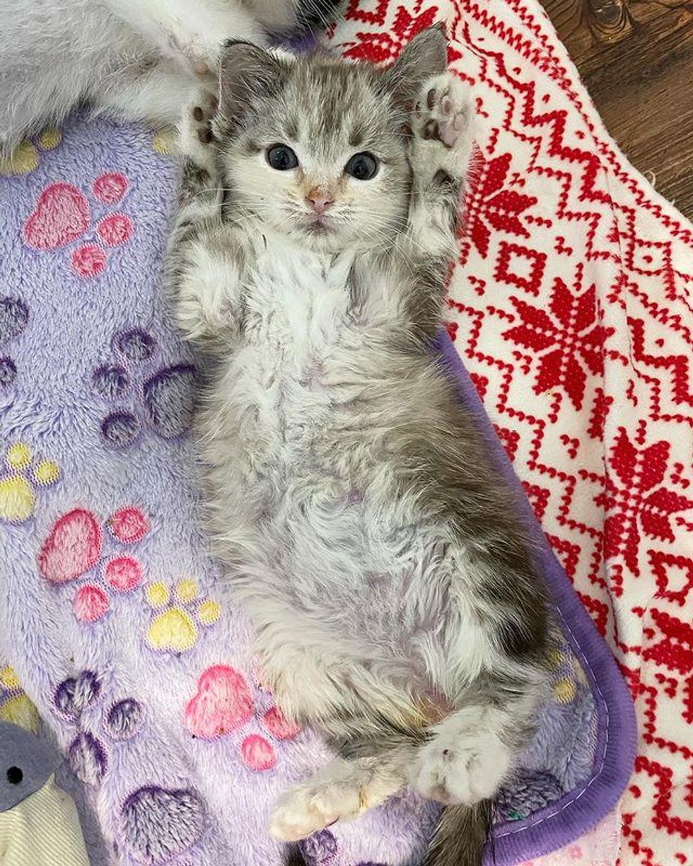 belly kitten
