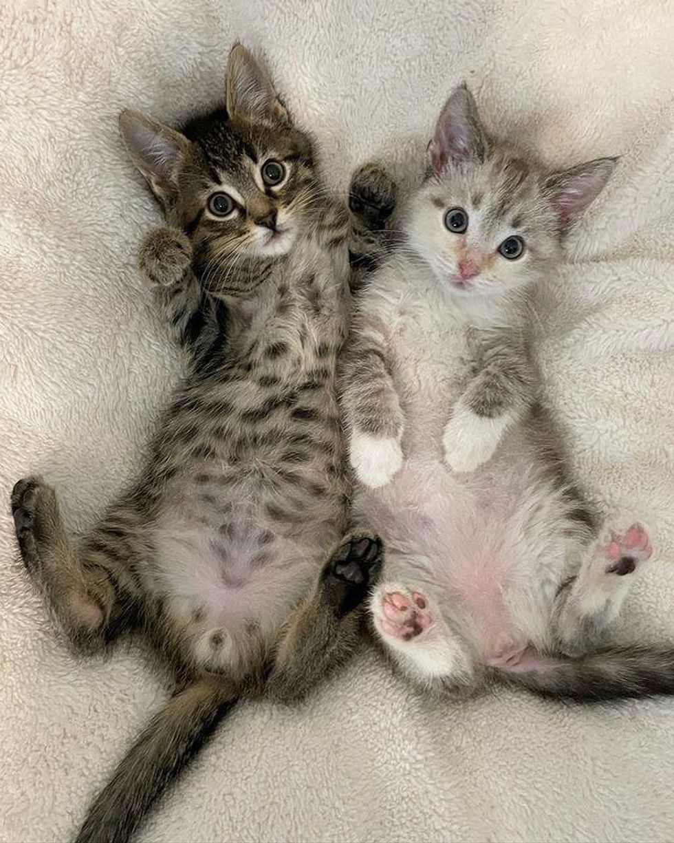 bonded kittens