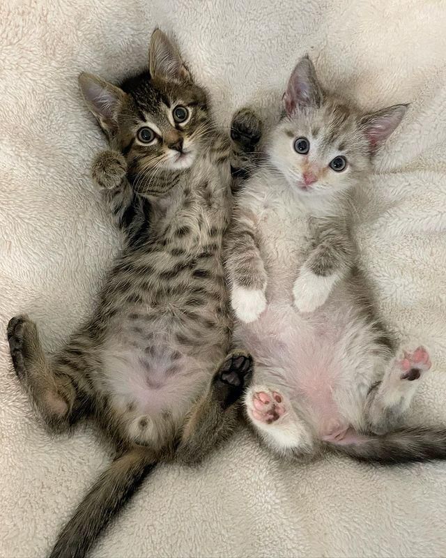 bonded kittens