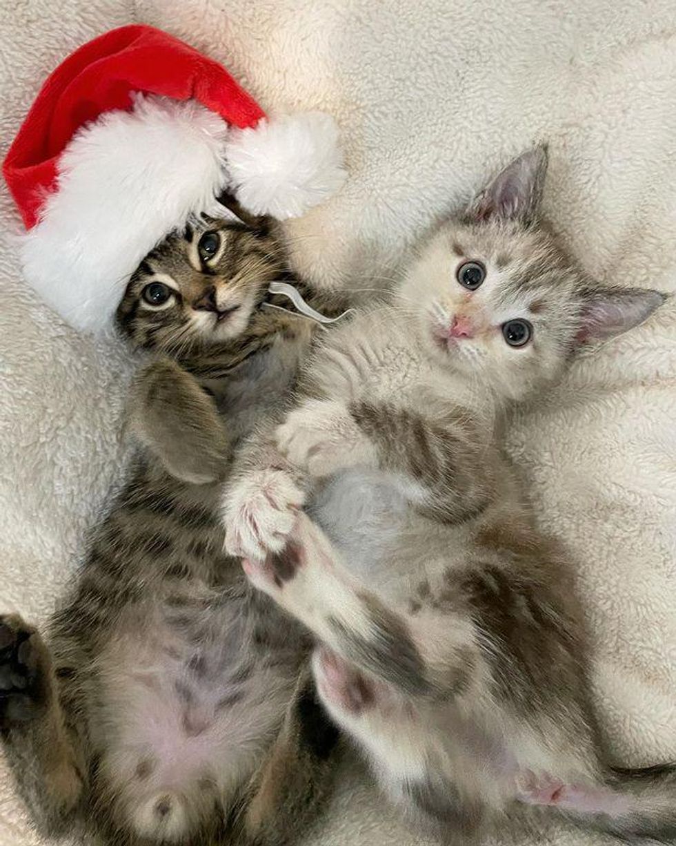 christmas kittens