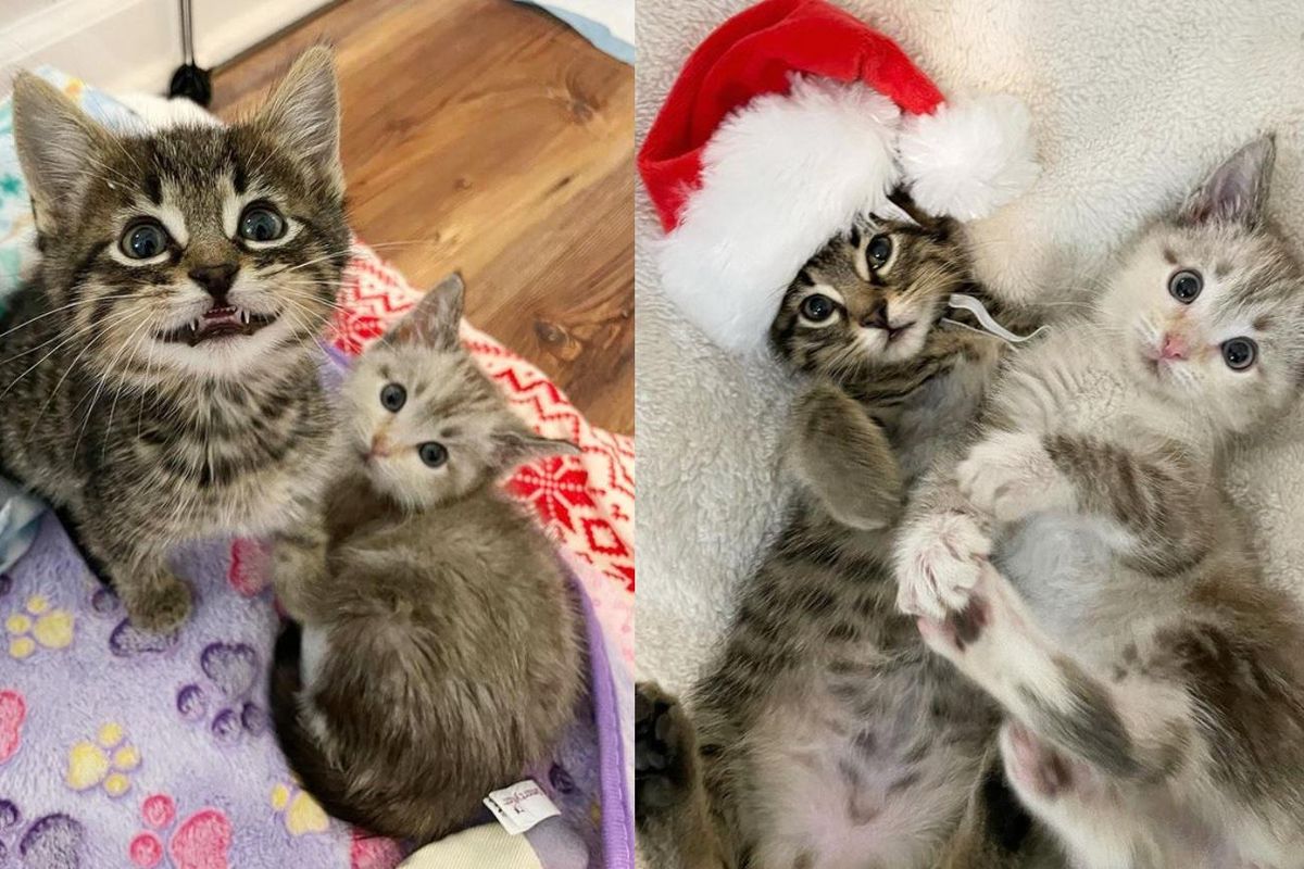 Bonded Kittens Make Woman's Wish Come True This Christmas After She Lost Her Cat of 20 Years