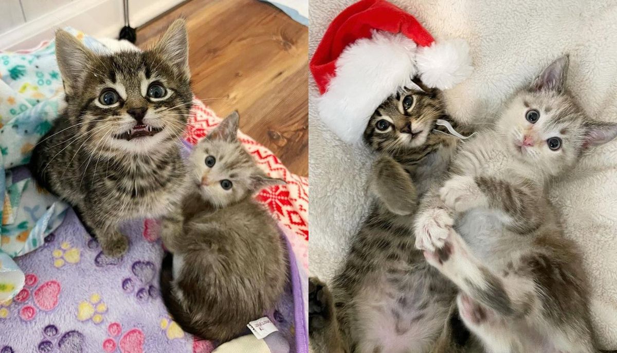 Bonded Kittens Make Woman's Wish Come True This Christmas After She Lost Her Cat of 20 Years