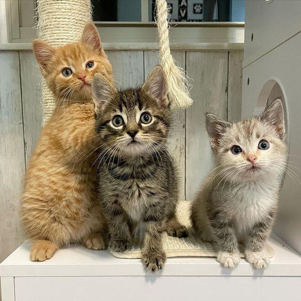 sweet foster kittens