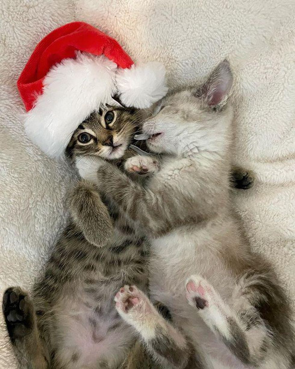 christmas kittens