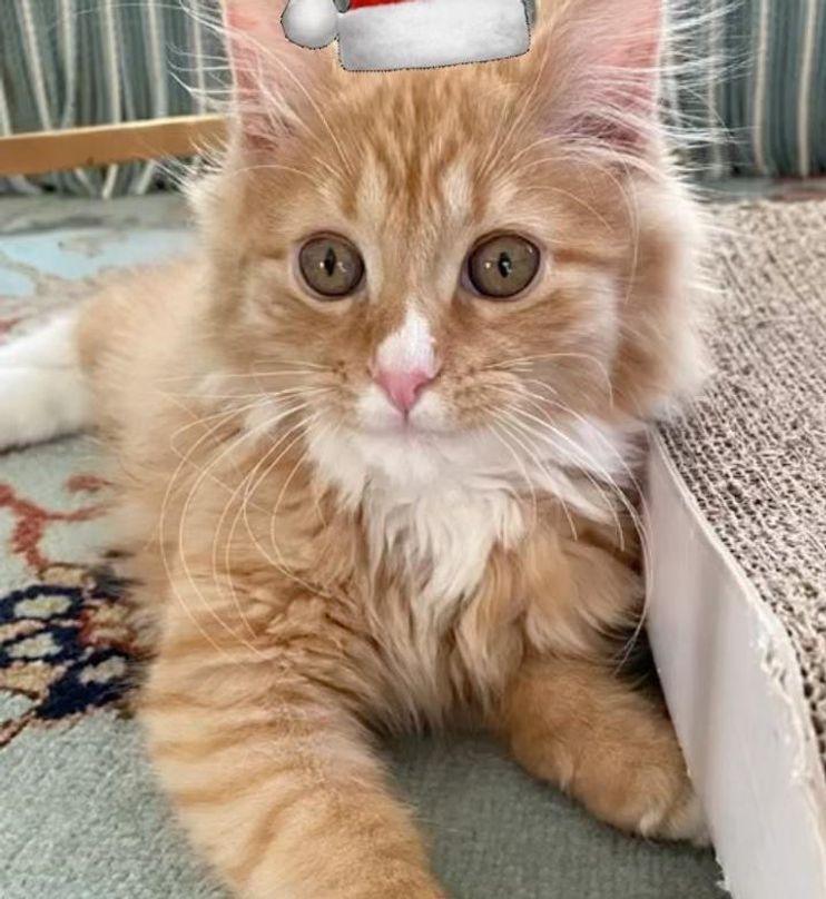 Despite growing up feral, El Paso has the gentlest soul and we are SMITTEN.  ❤️‍🩹 He came in from our Bramble colony for a neuter, but we discovered  he, By Tinykittens