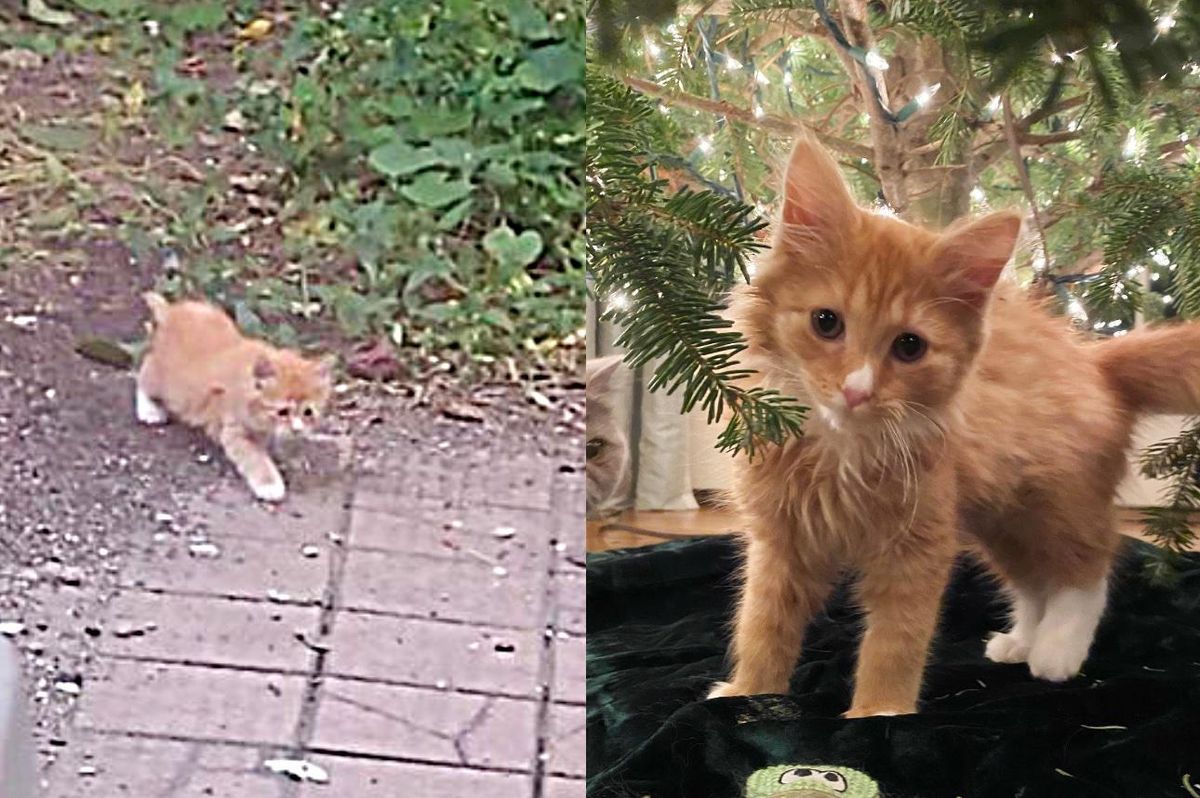 Kitten Runs into Backyard for a Snack but Lands Himself the Perfect Happily Ever After Instead