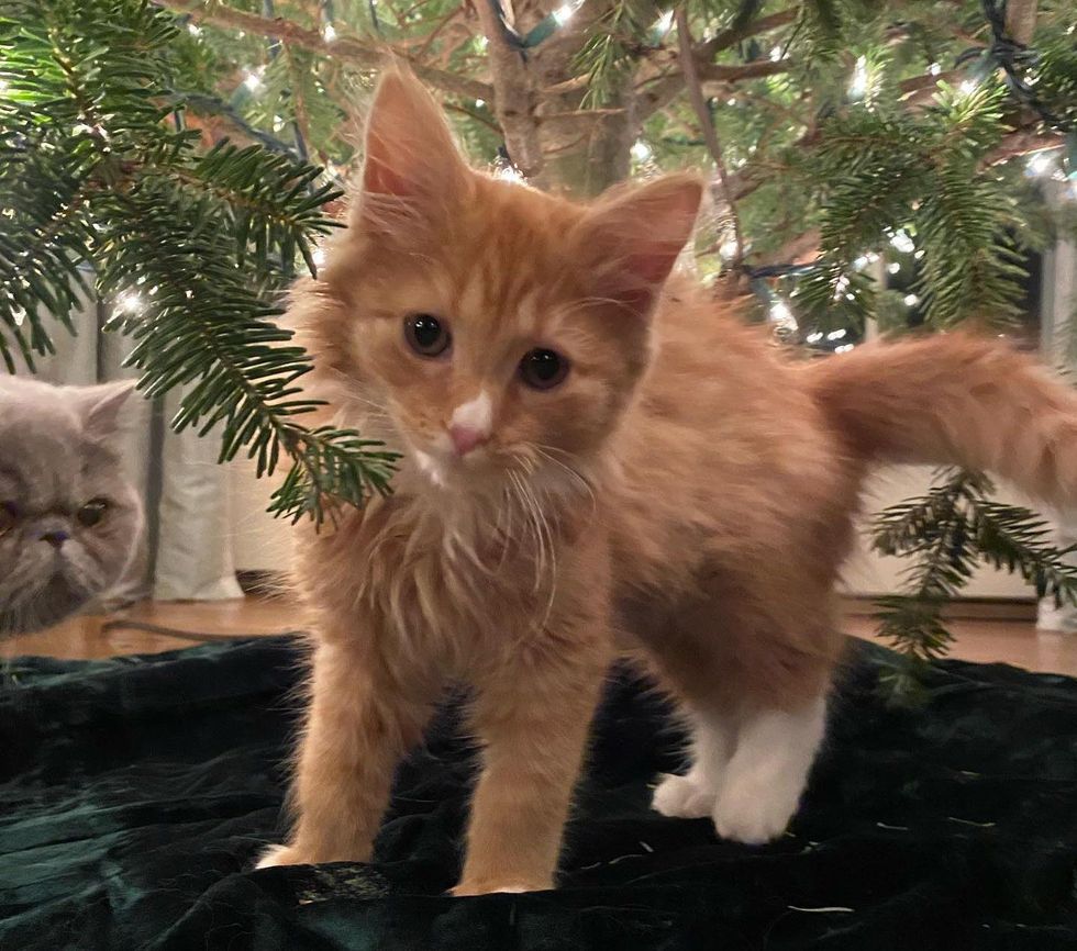 orange tabby kitten