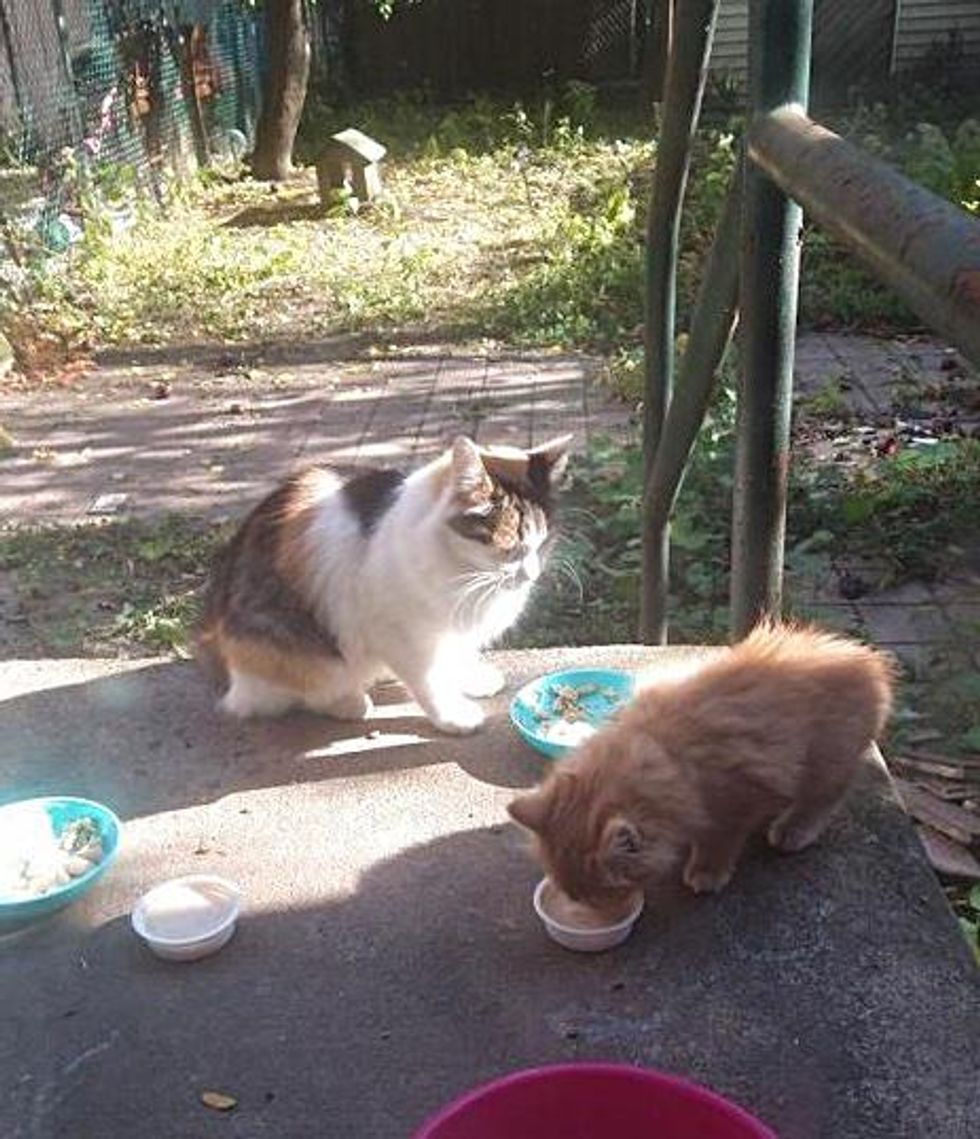 feral cat kitten