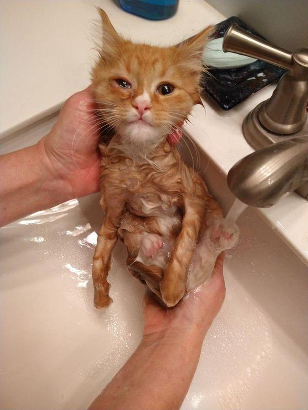 kitten bathing