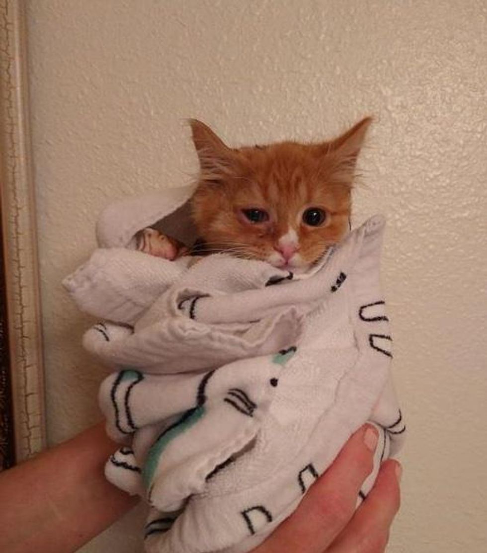 kitten purrito