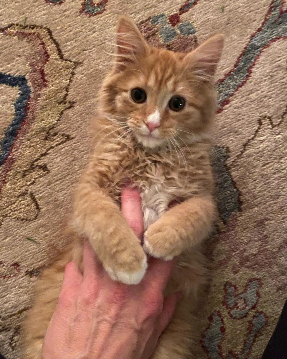 kitten belly rubs