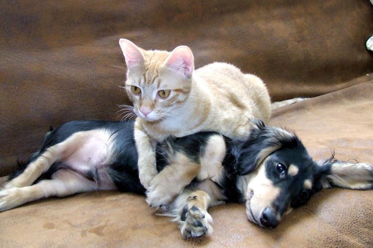 Buff the cat and Teddy the dog, courtesy of Wonkette operative Will