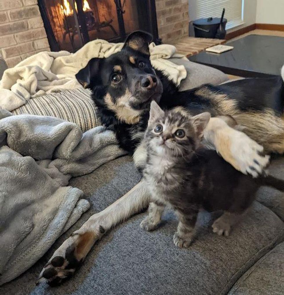 dog and kitten, best friends