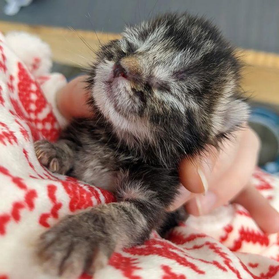 newborn rescue kitten