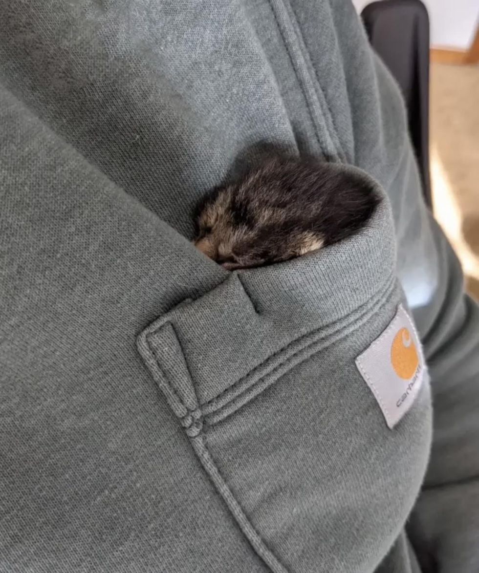 pocket kitten