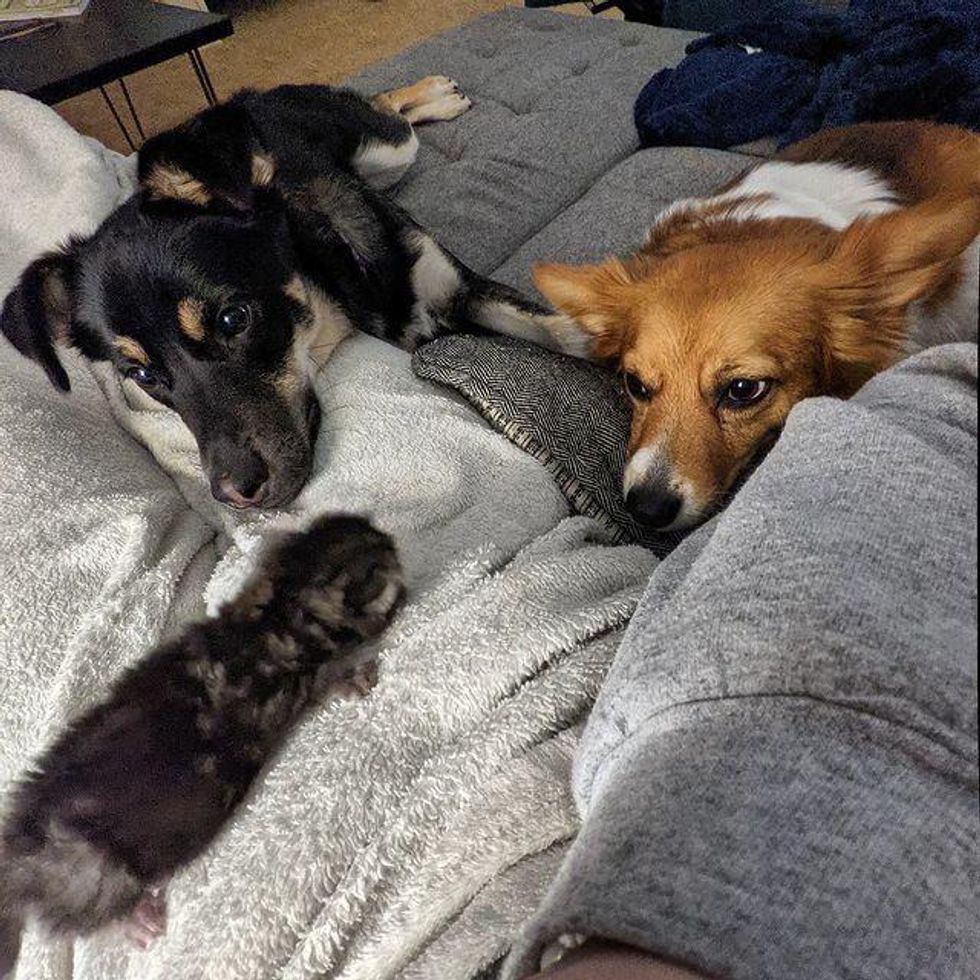 dogs and kitten