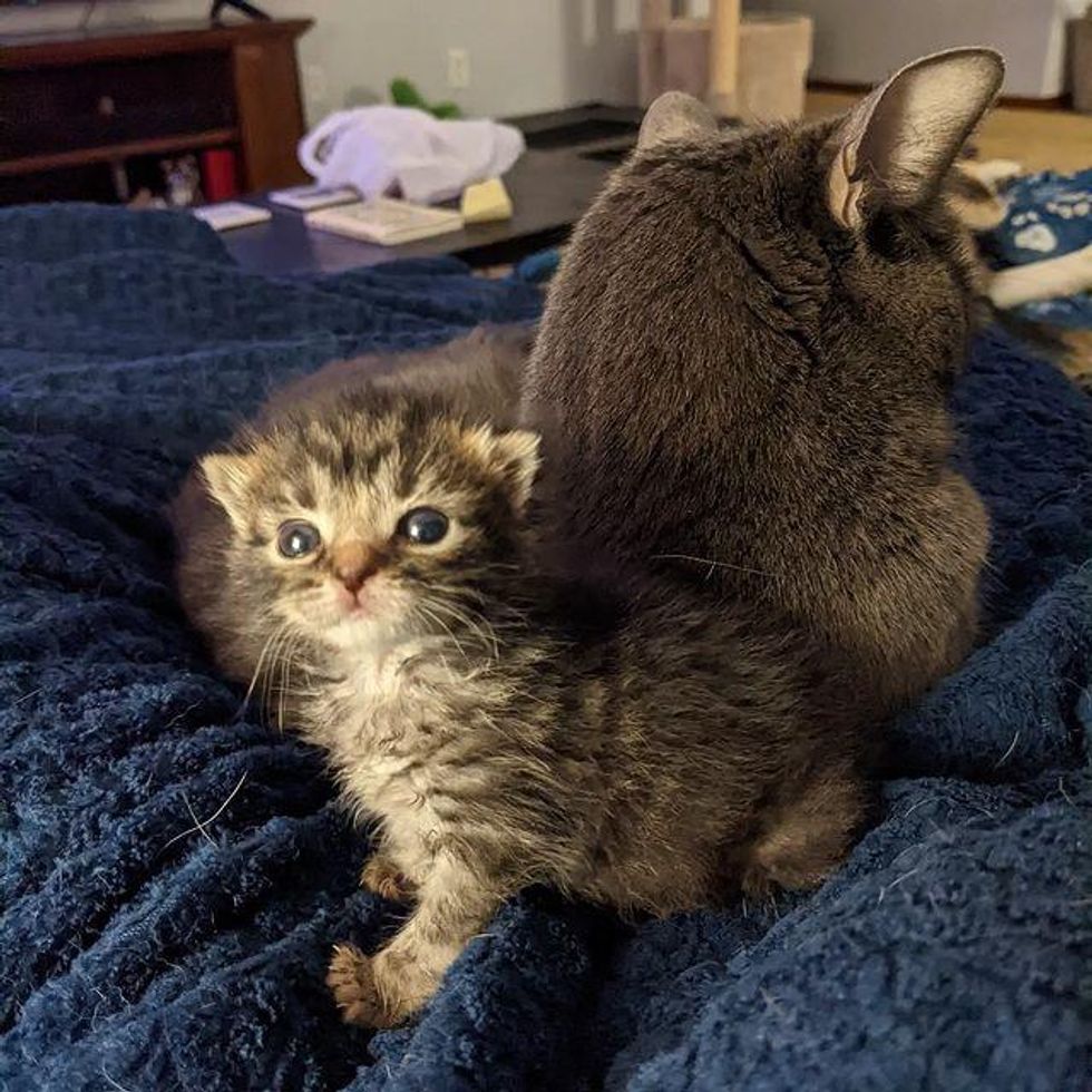 cat and kitten