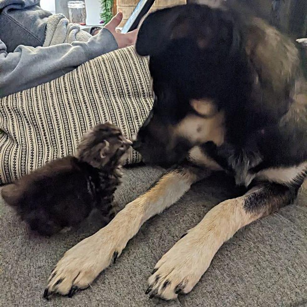 dog kitten friends