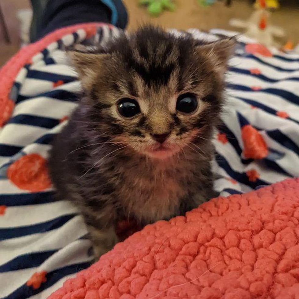 tiny tabby kitten