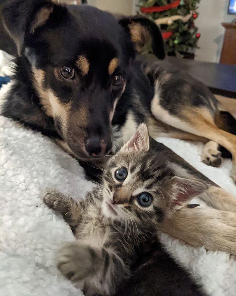 dog and kitten