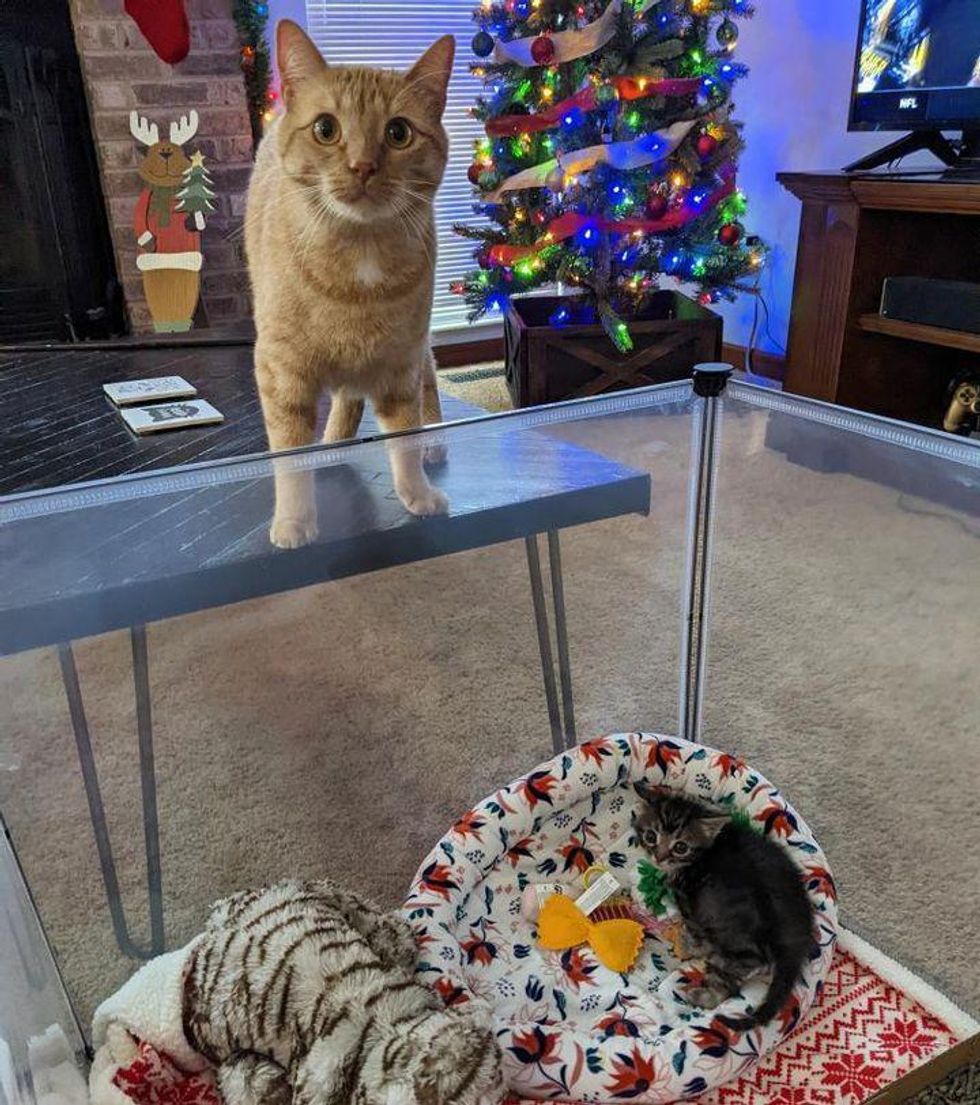 cat kitten