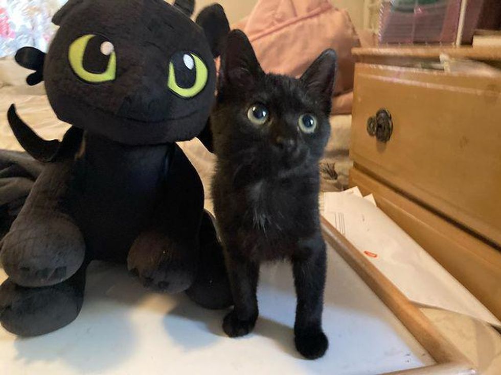 kitten panther kitty, toothless