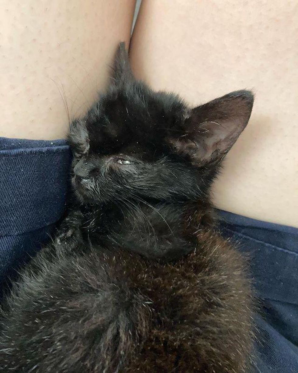 sleepy stray kitten