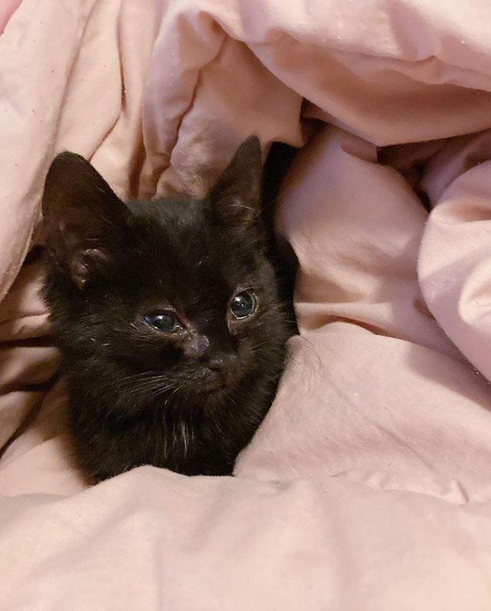 Kitten Who Is Done with Outdoor Life, Decides to Sit on the Driveway of ...