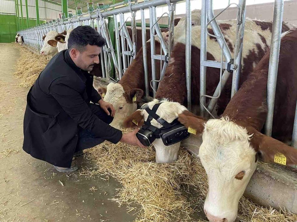 ‘The Mootrix’? Cows wear virtual reality goggles in winter to simulate sunny pastures. It reportedly makes them happier, boosts milk production. ‘The Mootrix’? Cows wear virtual reality goggles in winter to simulate sunny pastures. It reportedly makes them happier, boosts milk production.