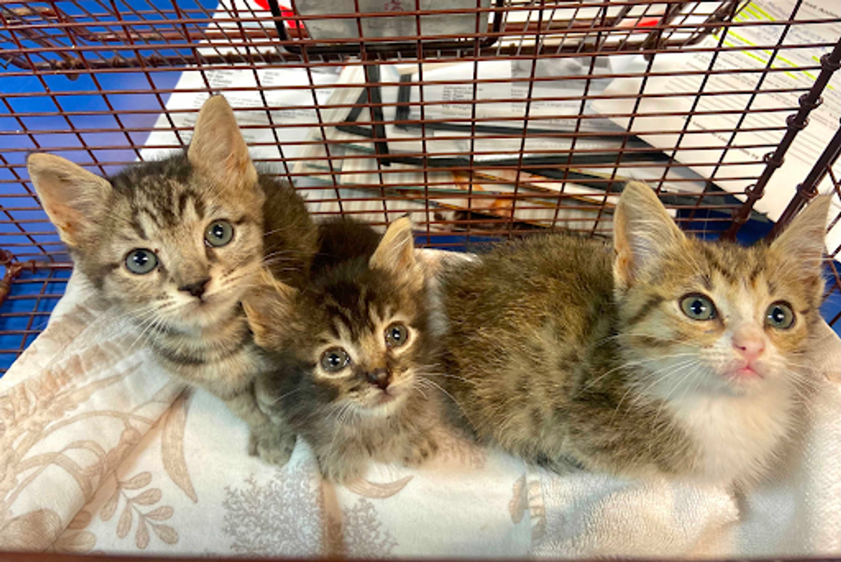Find a furever companion: Austonia's complete guide to adopting a pet in Austin