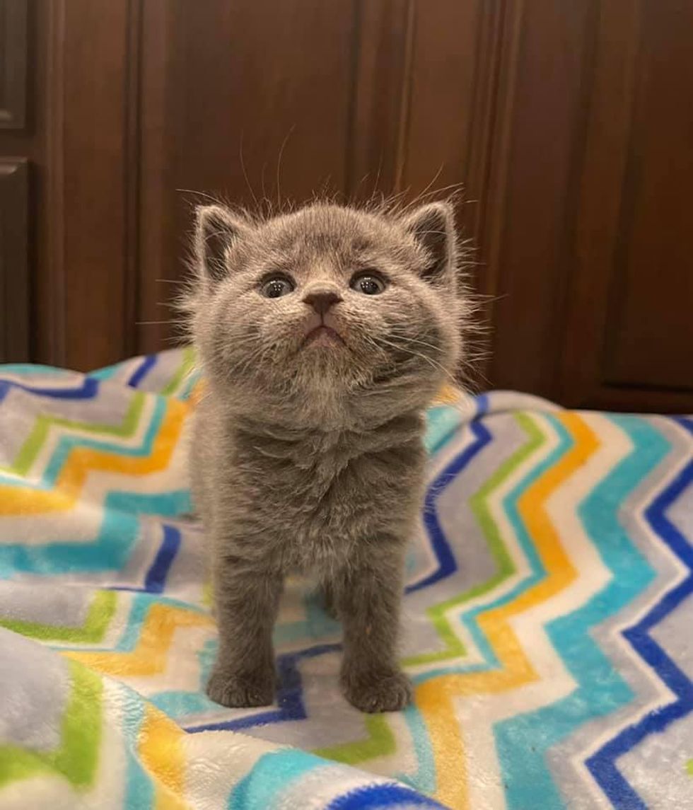 grey kitten fluffy