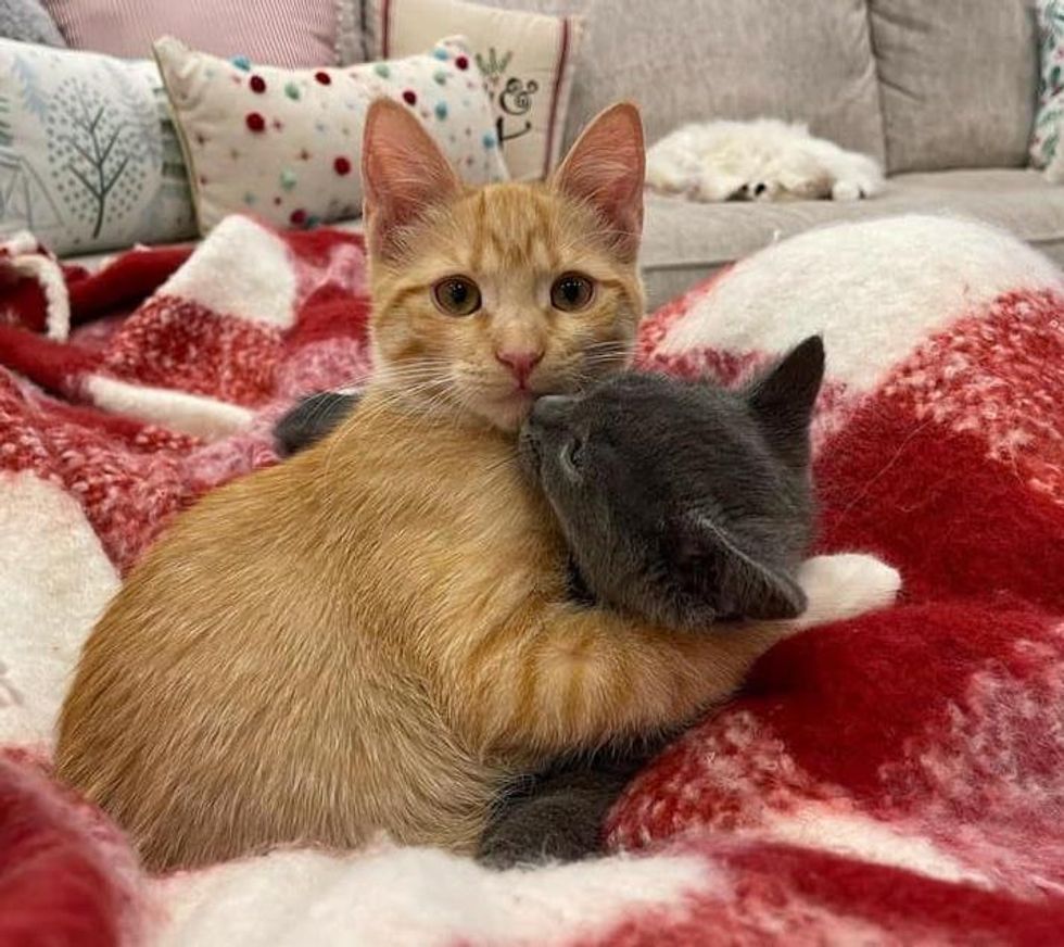 cuddly kitten cats