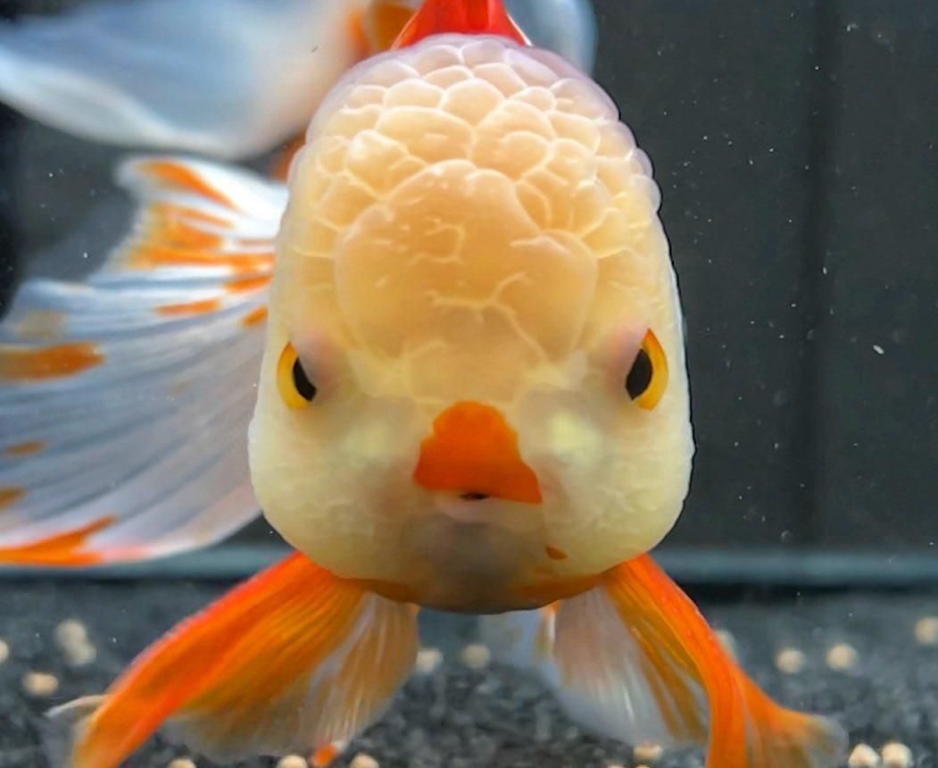 expensive goldfish